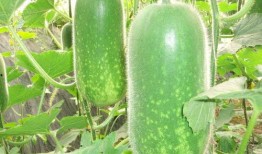 网红八卦吃瓜大全,吃瓜大全，带你领略娱乐圈幕后风云